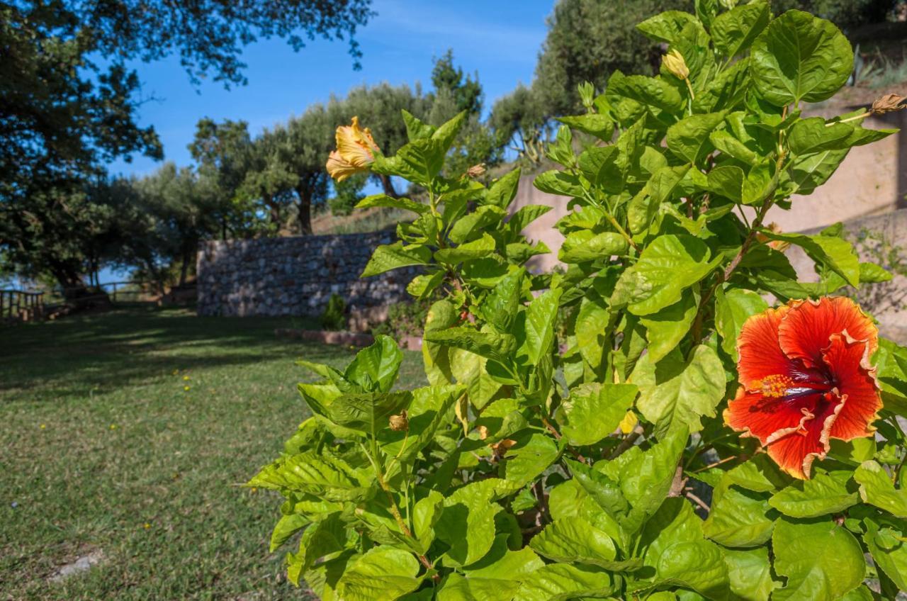 Drius Edode - B&B Affittacamere Torraca Dış mekan fotoğraf